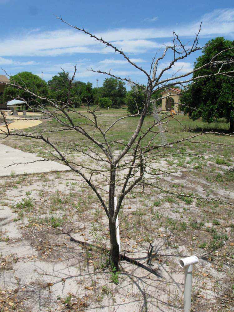            Habit (Winter Haven, FL)   